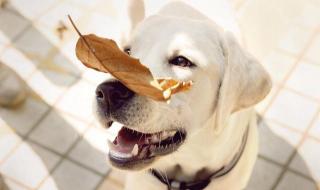 洛克王国可可树在哪 洛克王国可可树在哪